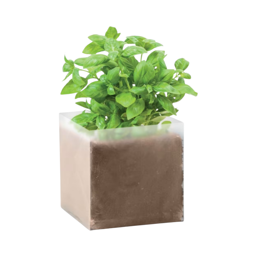 Basilicumset met zaden
