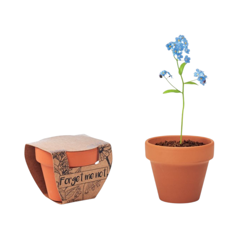 Terracottapot met ‘Vergeet-mij-nietje’-zaden