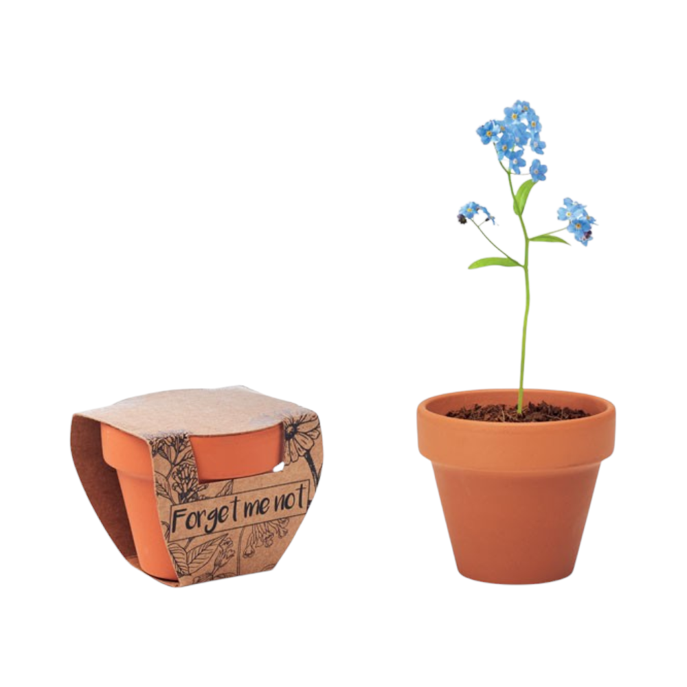 Terracottapot met ‘Vergeet-mij-nietje’-zaden