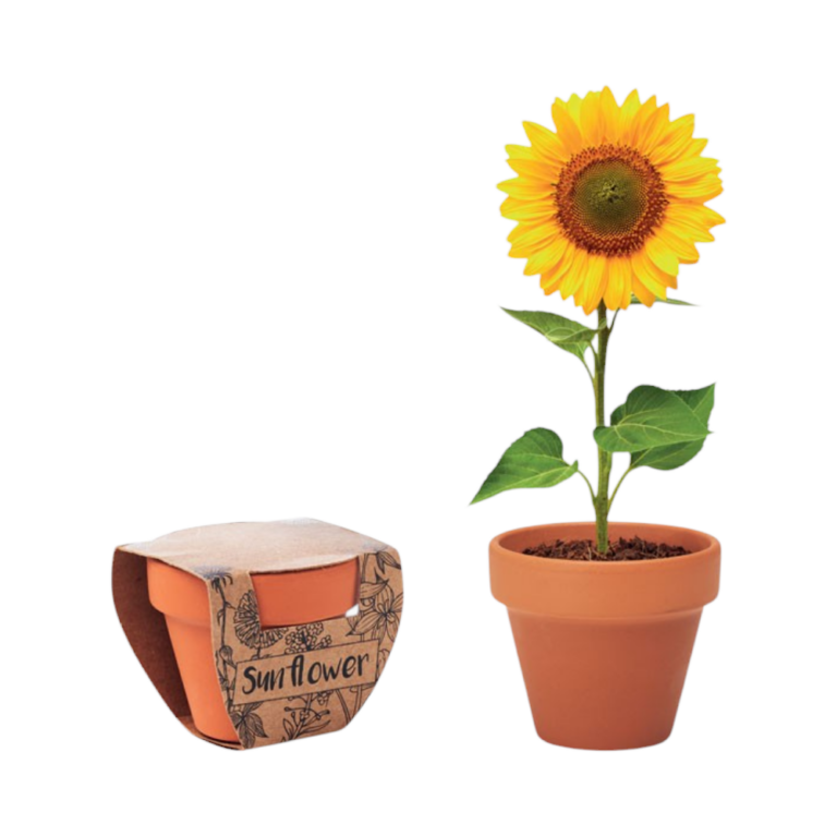 Terracotta pot met zonnebloem